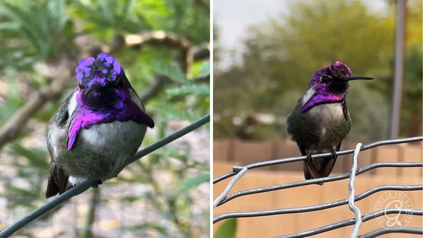 Two vibrant adult male Costa’s purple-throated hummingbirds perch on wire, each facing the camera in a natural outdoor setting.