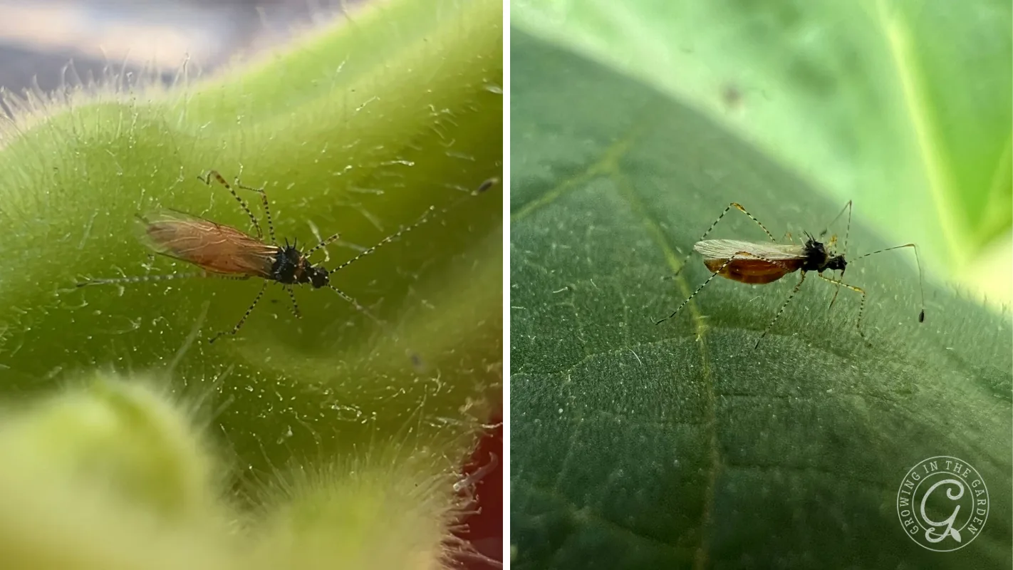 Two close-up photos show tiny gnats with long legs and wings on green fuzzy and smooth leaves.