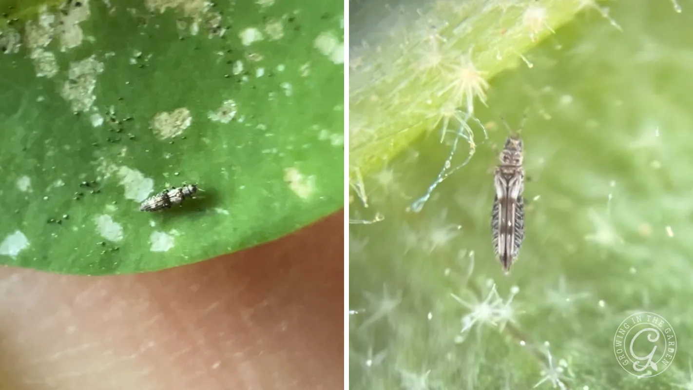Close-up of a tiny black and white insect on a green leaf, shown zoomed out left and zoomed in right.