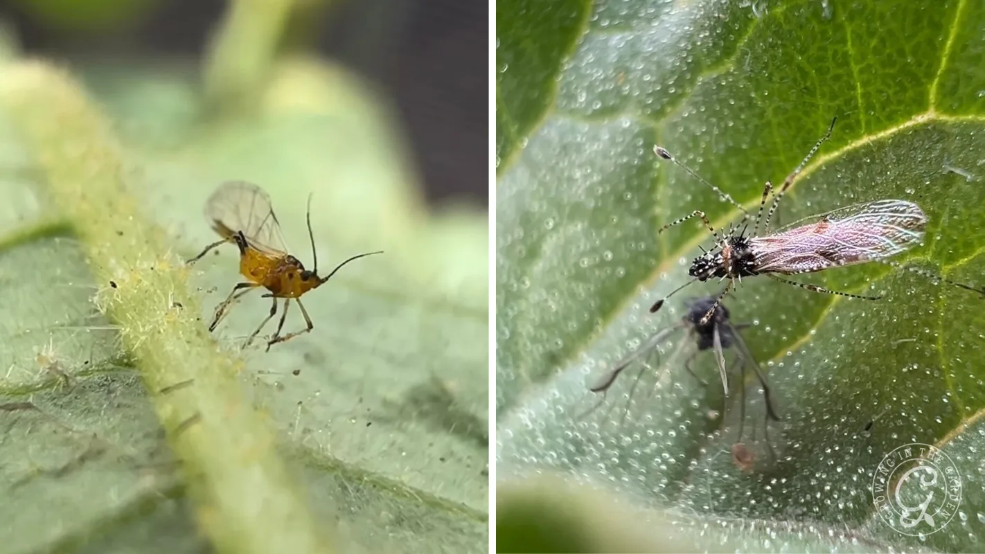 Close-up of tiny winged insects on green leaves, with one yellow and others black and white.