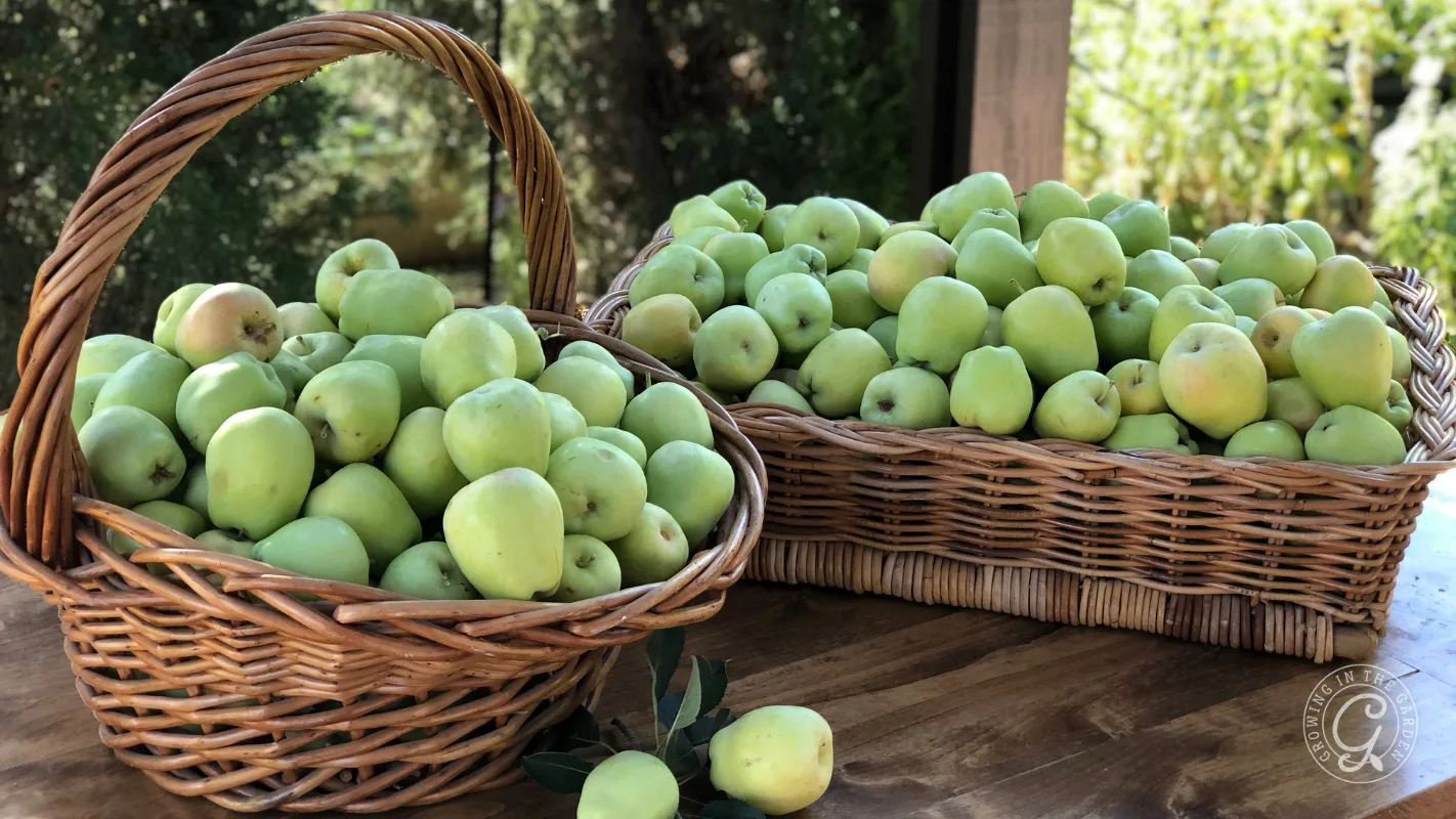 Two wicker baskets filled with green apples sit on a wooden table; a few apples are beside the baskets.