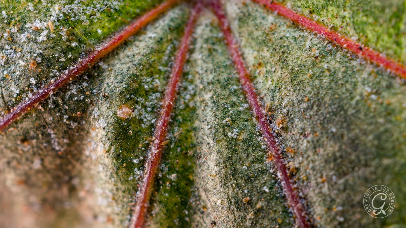 Close-up of a textured green leaf with red veins and small white specks, showing natural patterns.