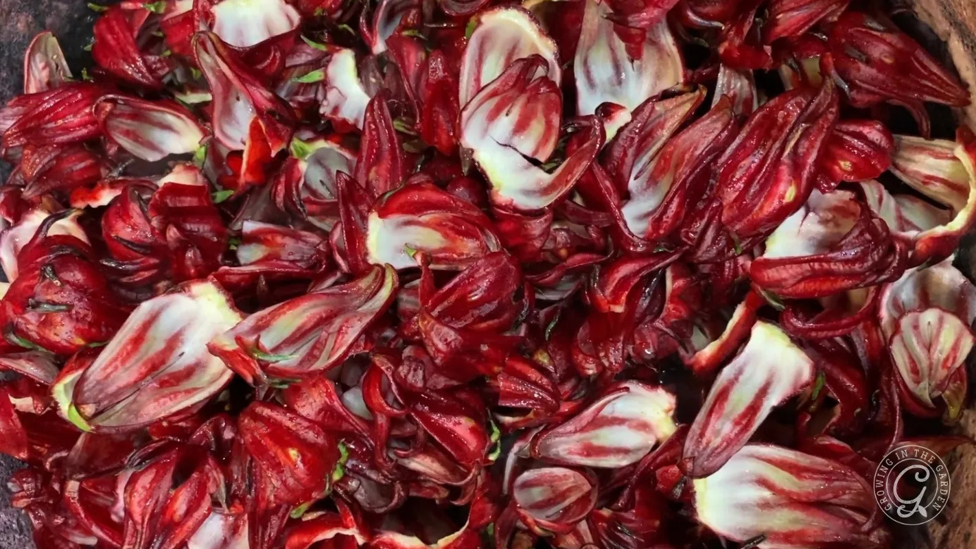 Close-up of fresh, red hibiscus petals with white streaks, densely layered and overlapping each other.