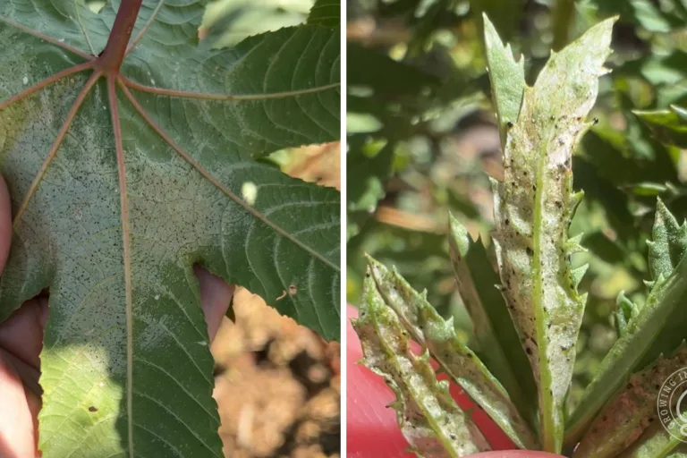 A Tiny World on a Leaf: Predators of Thrips, Mites, and Whiteflies featured image
