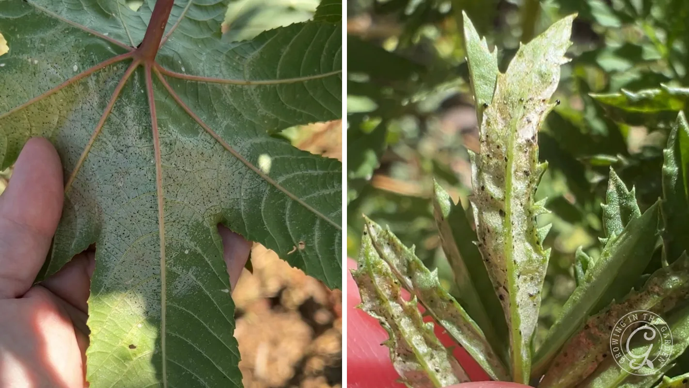 Close-up of green leaves with powdery mildew and small dark spots on their surfaces.