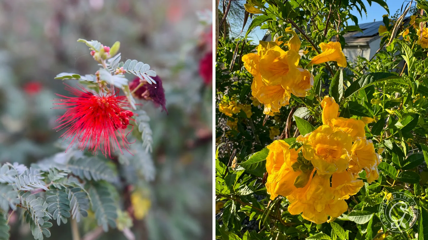 Split image: left shows red feathery Baja fairy duster, right shows cluster of bright yellow bells trumpet-shaped flowers.