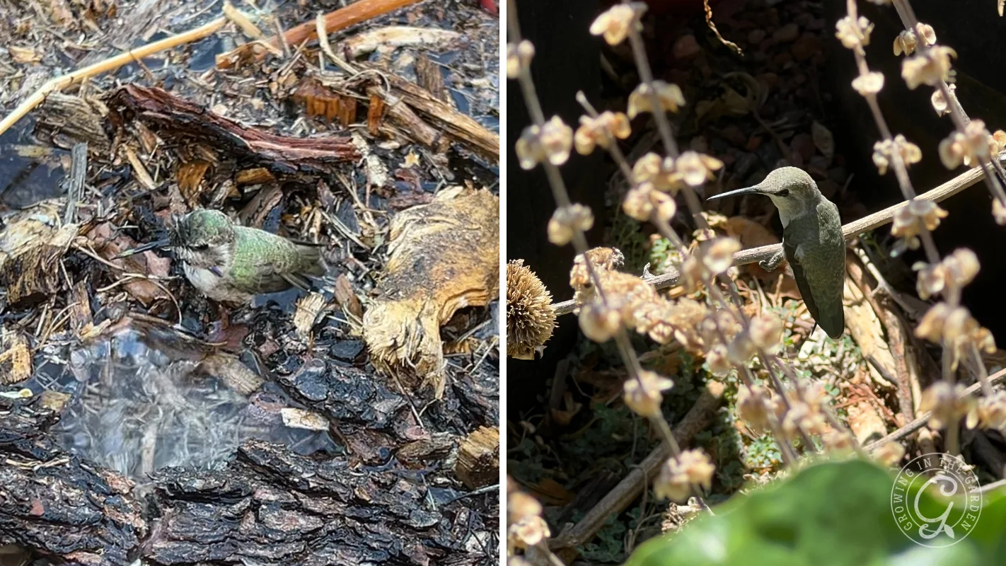 A juvenile Costa’s hummingbird rests on wet ground; a female Costa’s hummingbird hovers near dry flower stems in sunlight.