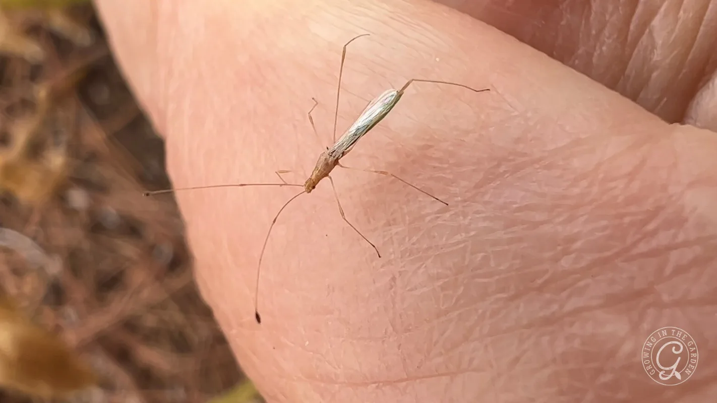 A long-legged insect with a thin body stands on human skin.