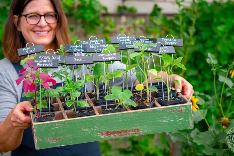 Harden Off Seedlings in Hot Weather Successfully featured image