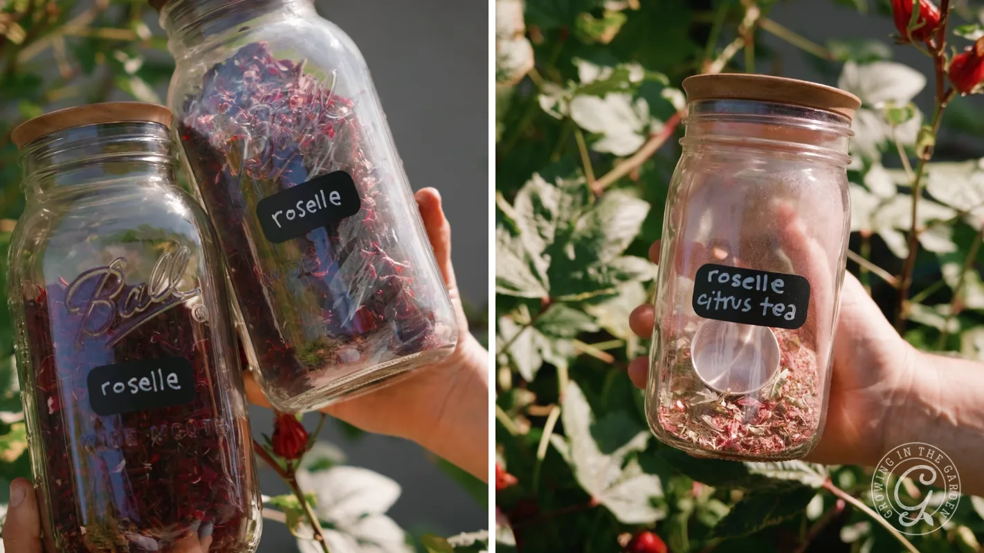 Two jars labeled roselle and roselle citrus tea held by hands, surrounded by green leaves outdoors.