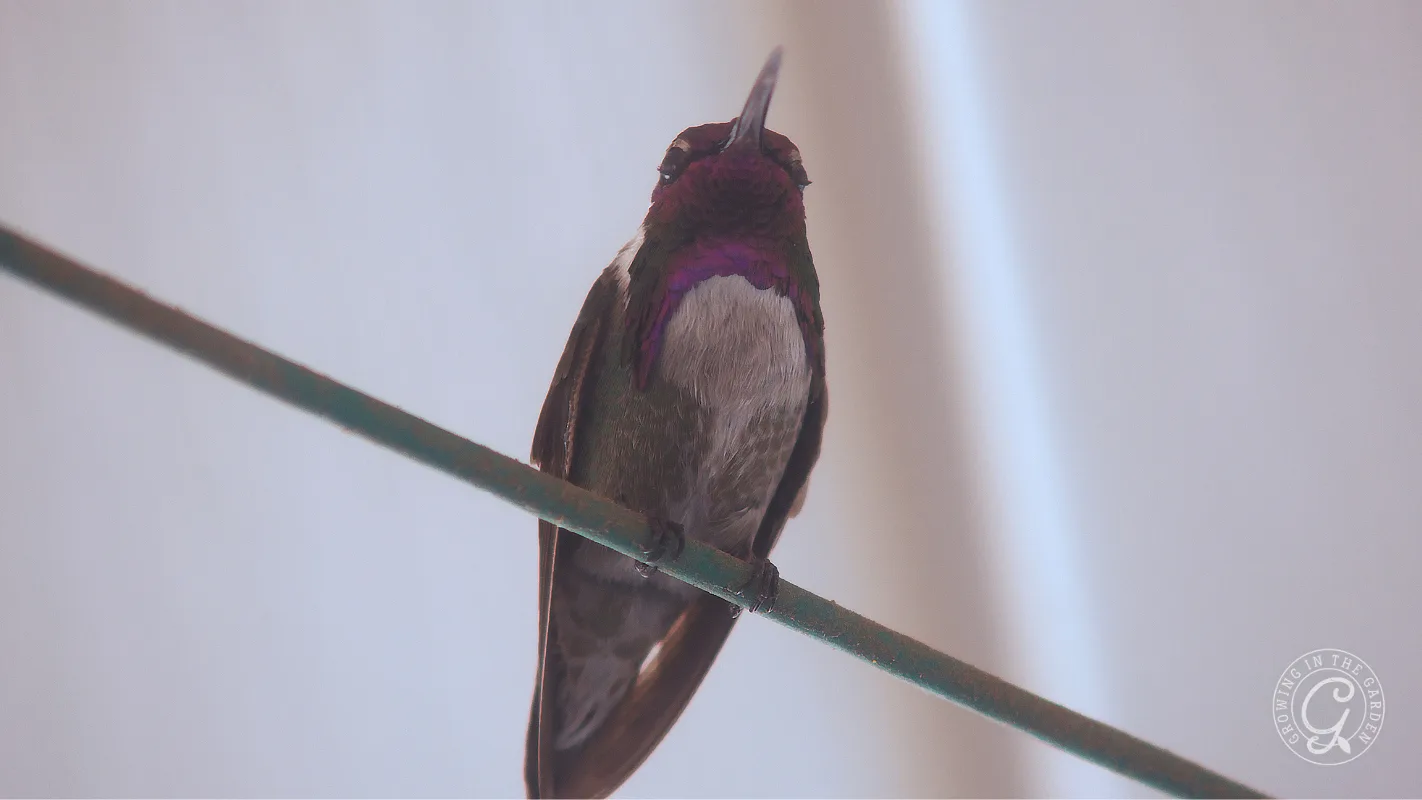 A Costa’s hummingbird with a purple throat perches on a green wire against a light background.