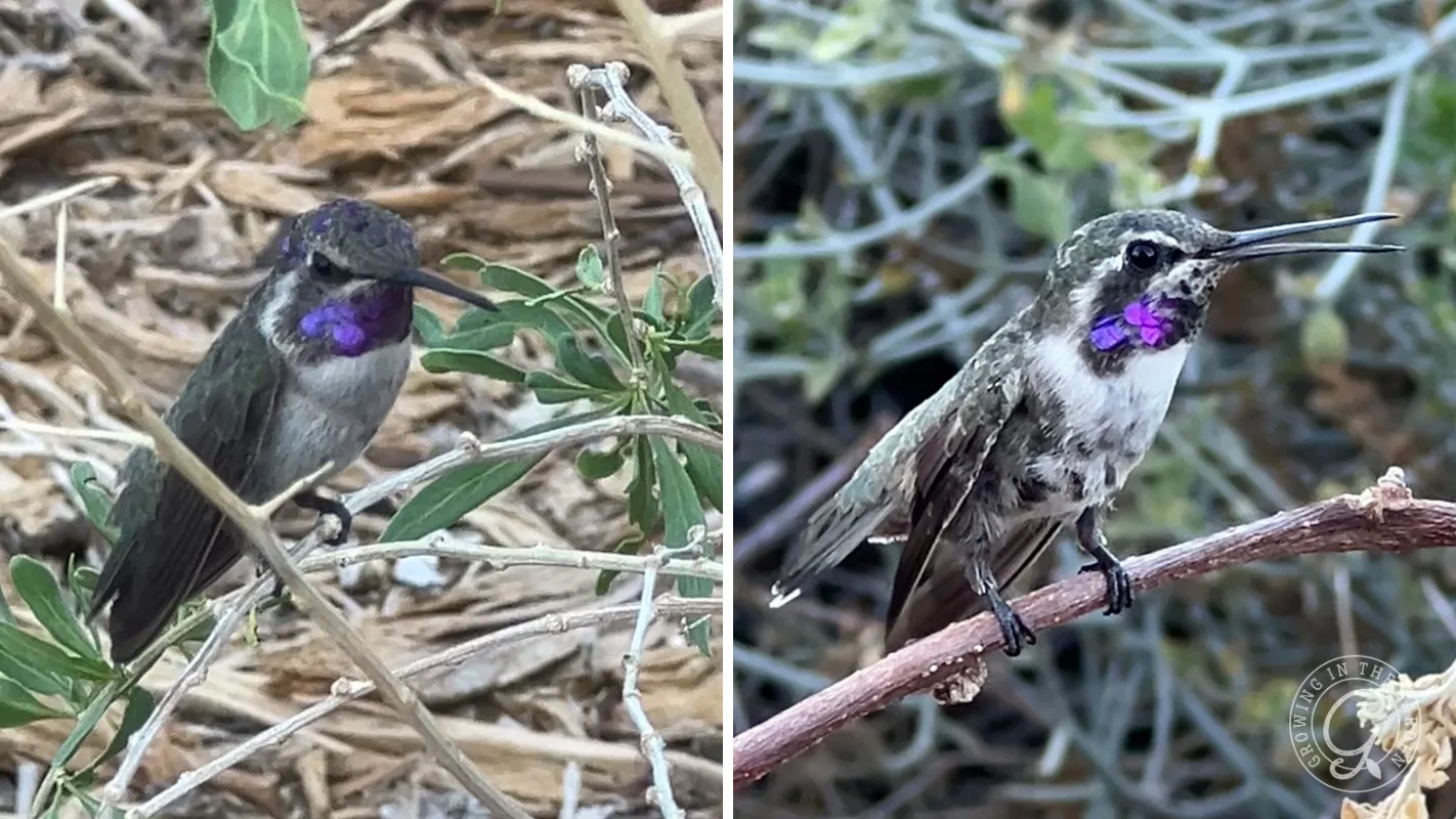 Two immature male Costa’s hummingbirds with purple throat feathers perched on branches in a natural outdoor setting.