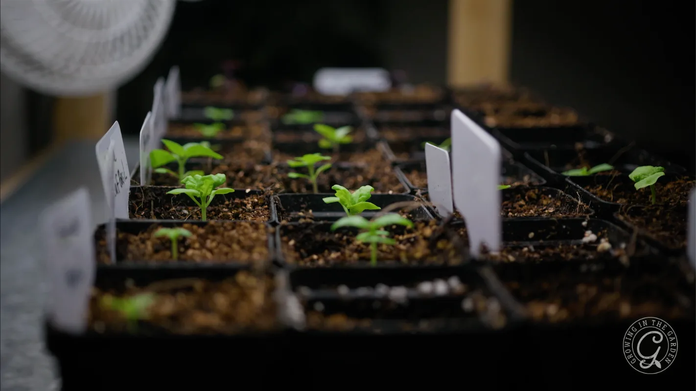 Small green seedlings growing in labeled pots on a gardening tray indoors, with focus on the front row.