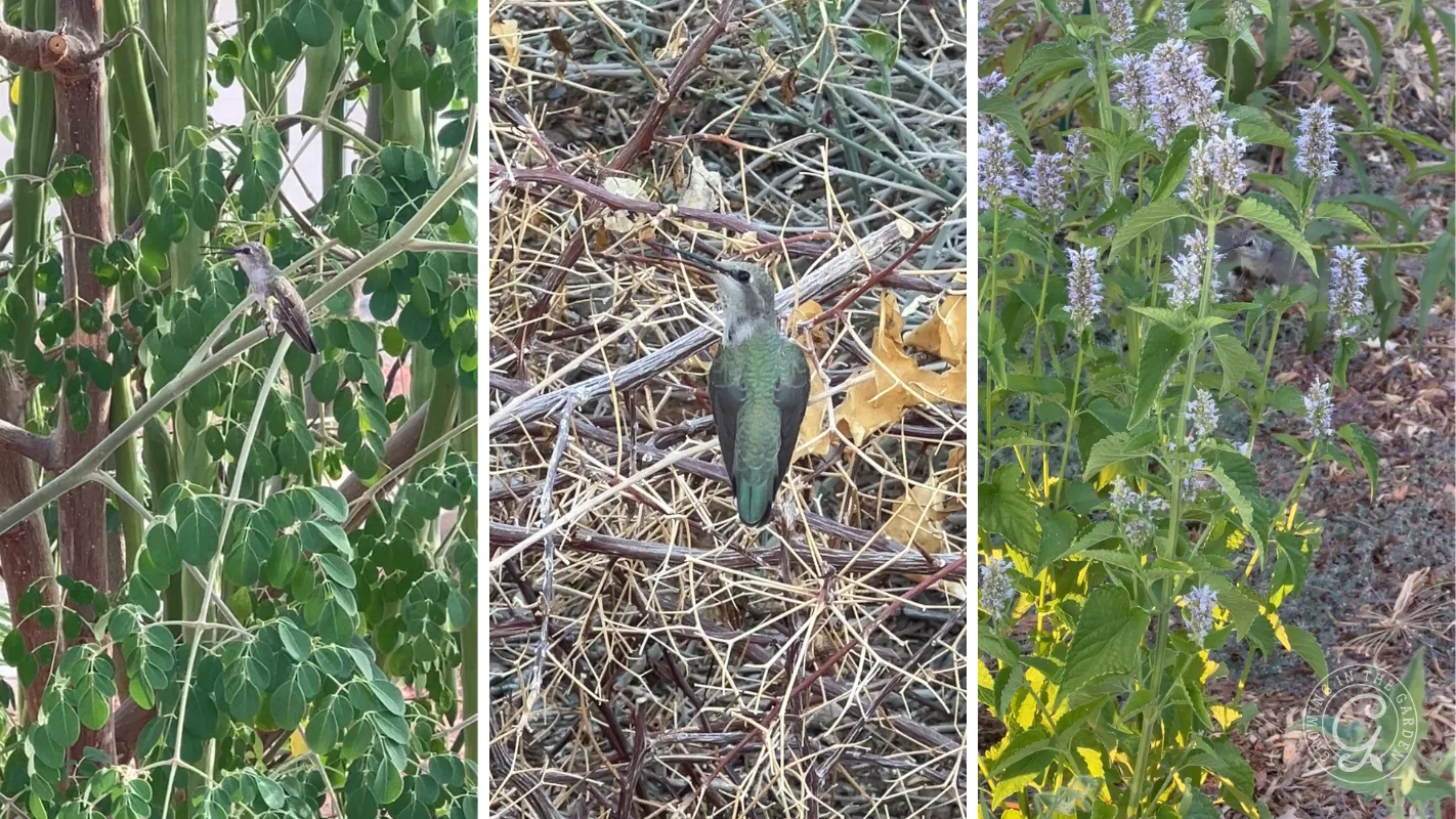 Three juvenile or female Costa’s hummingbirds among plants, grass, and flowers