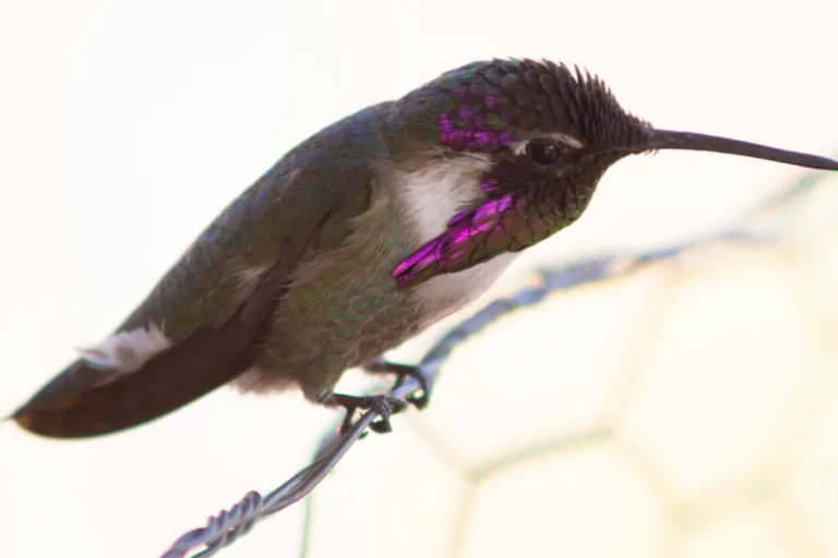 How to Attract Hummingbirds to Your Arizona Garden featured image