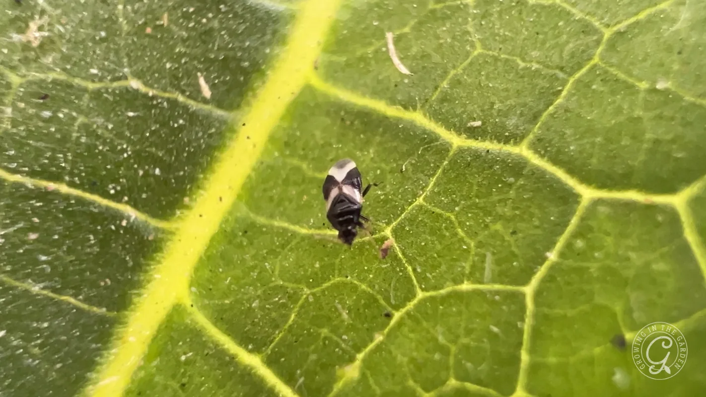Small black-and-white insect on a green leaf with visible veins and a few tiny debris specks nearby.