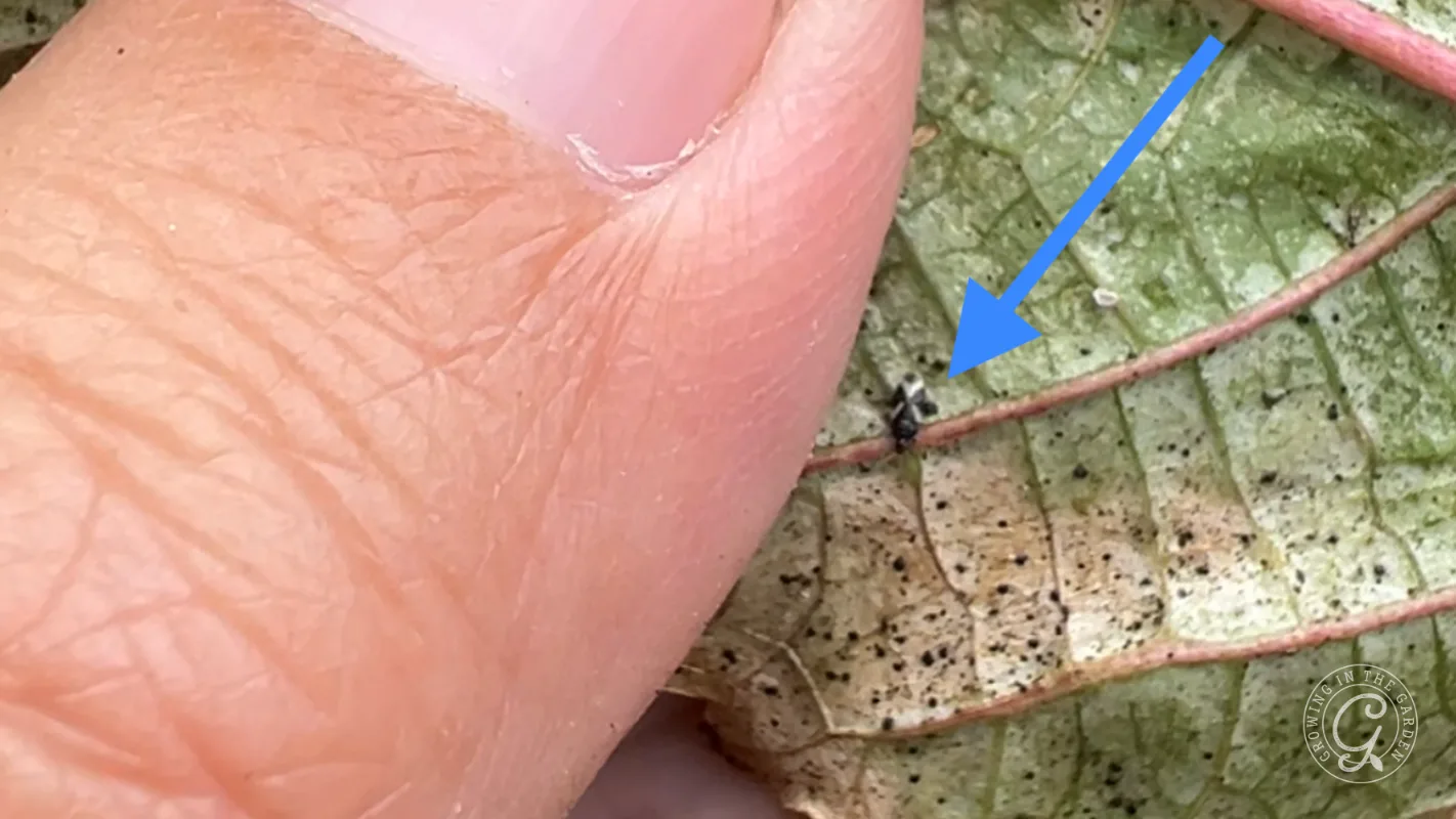 A blue arrow points to a tiny insect on a leaf near a persons thumb.