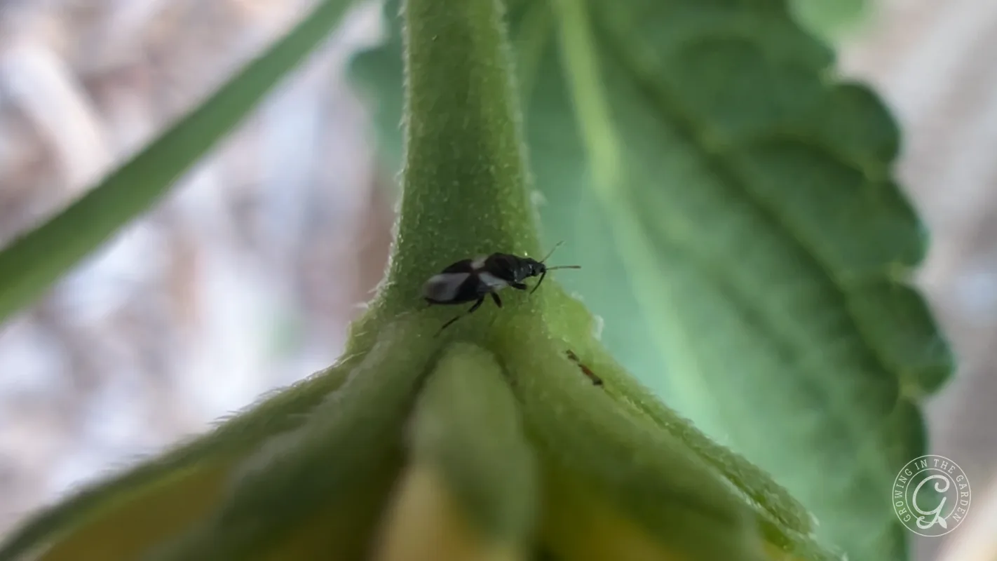 Close-up of a small black and white insect on a green plant stem, with blurred leaves in the background.
