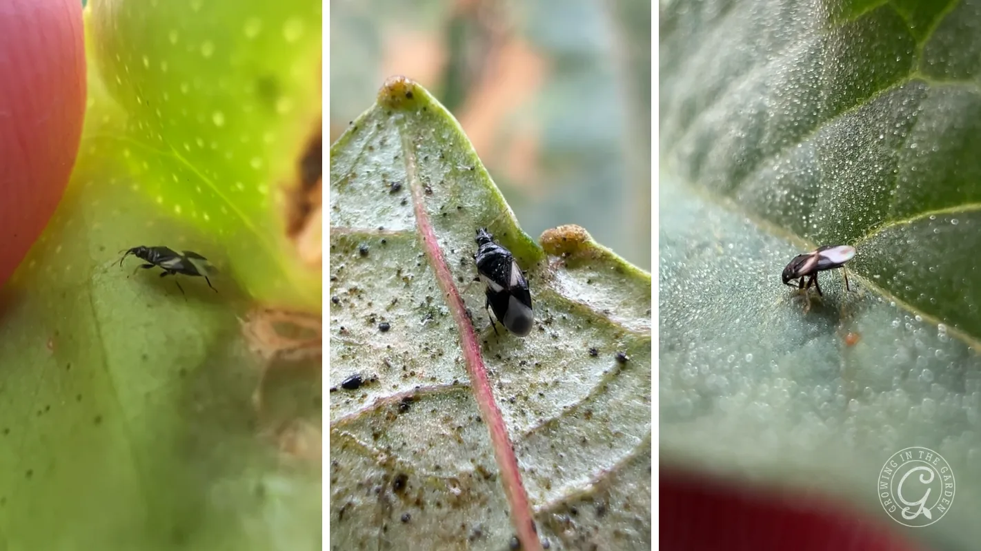 Three close-up images of tiny black insects on green, fuzzy, and veined leaves.