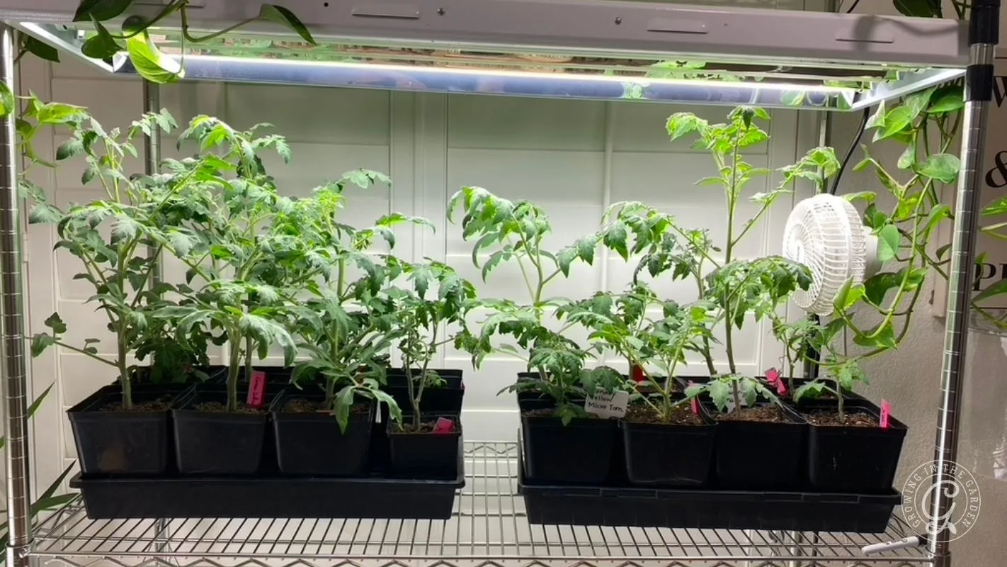Tomato seedlings growing under a bright grow light on a metal shelf, with a small fan on the right.