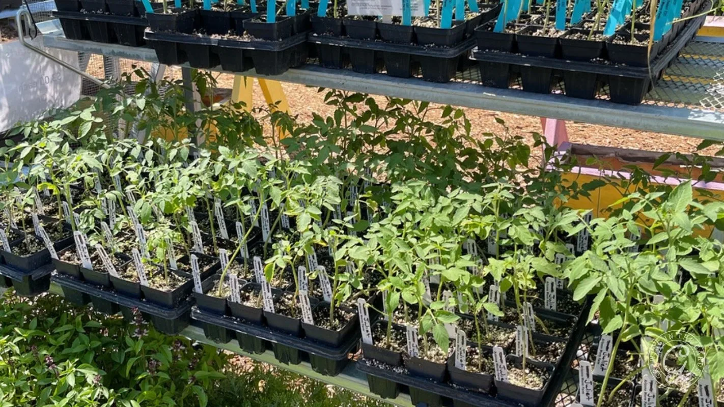 Seedlings in black trays on metal shelves, growing outdoors in sunlight, with plant labels visible.