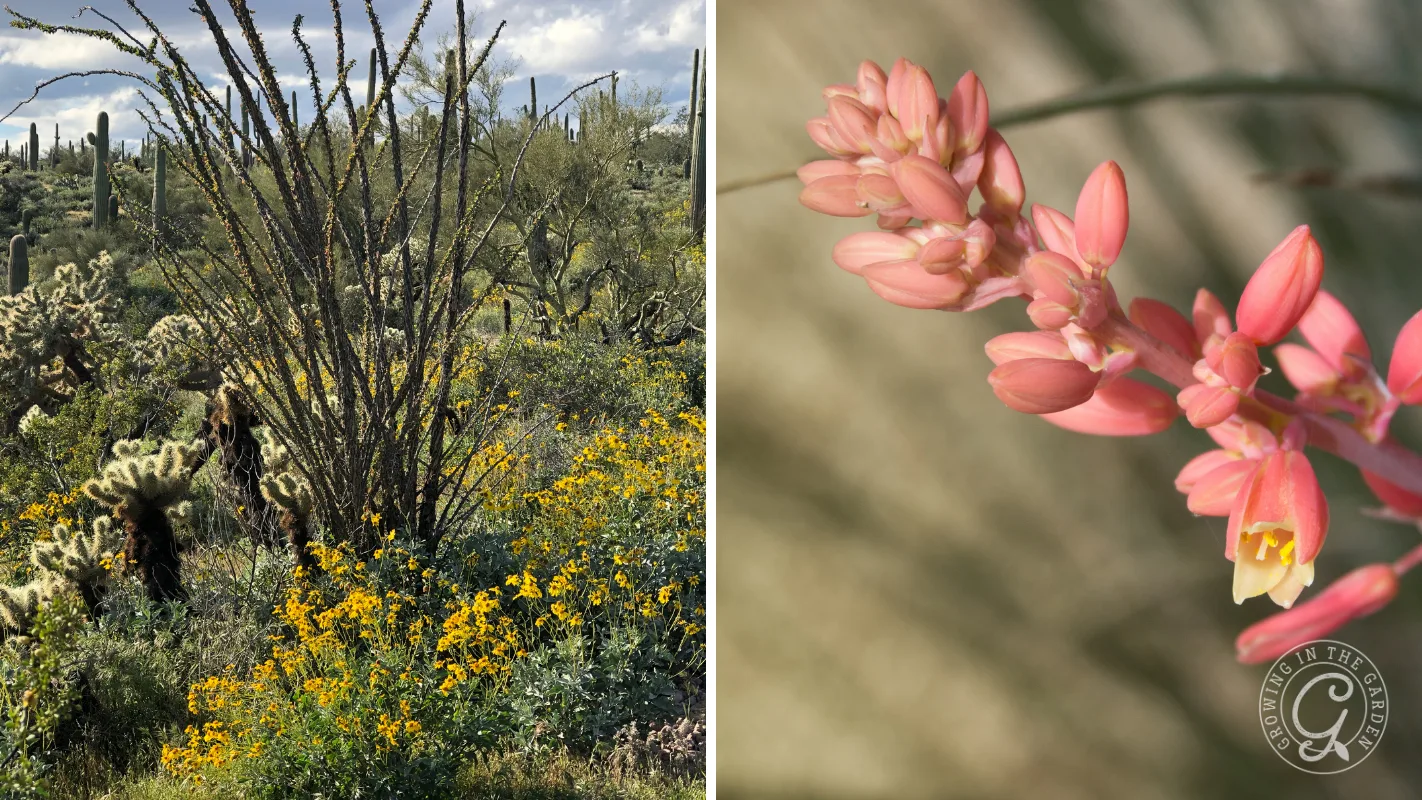 Left: Ocotillo and other desert plants and yellow flowers; right: close-up of giant Hesperaloe with blurred background.
