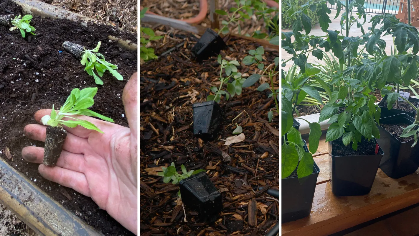 Seedlings being planted, growing in soil, and potted on a wooden surface in three side-by-side panels.
