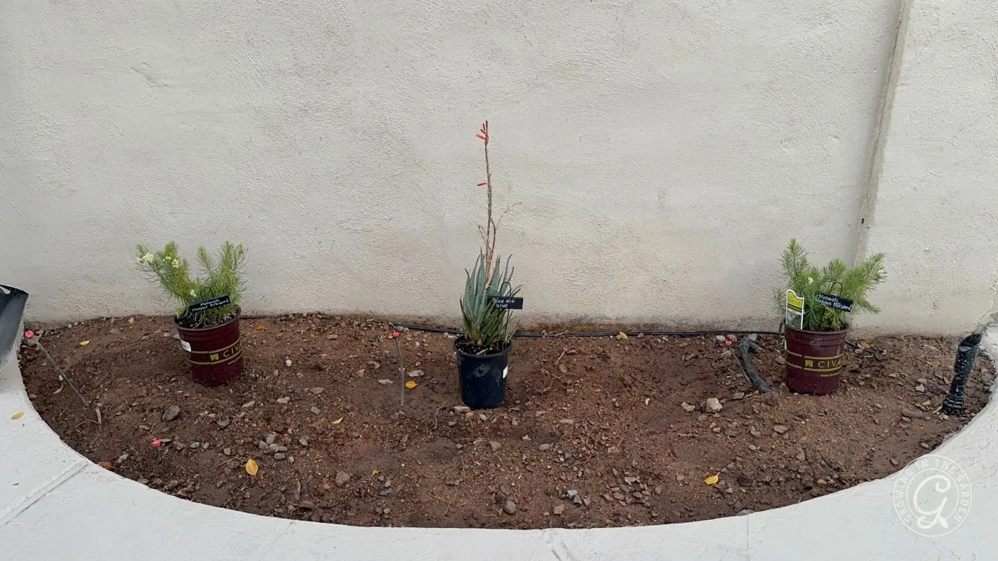 Three potted plants are arranged in a row on bare soil in front of a plain, light-colored wall.