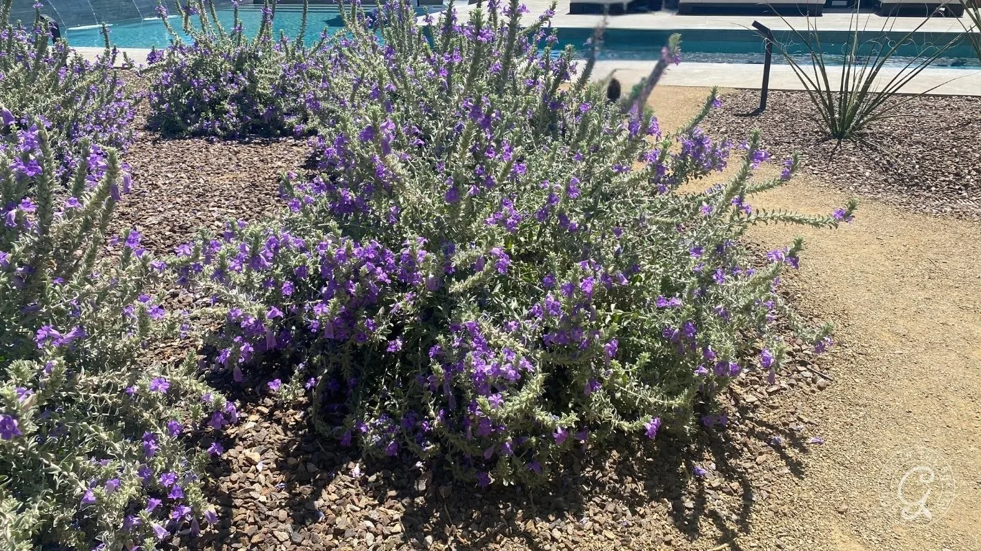 A bush with small purple flowers grows in a dry, rocky garden near a swimming pool on a sunny day.