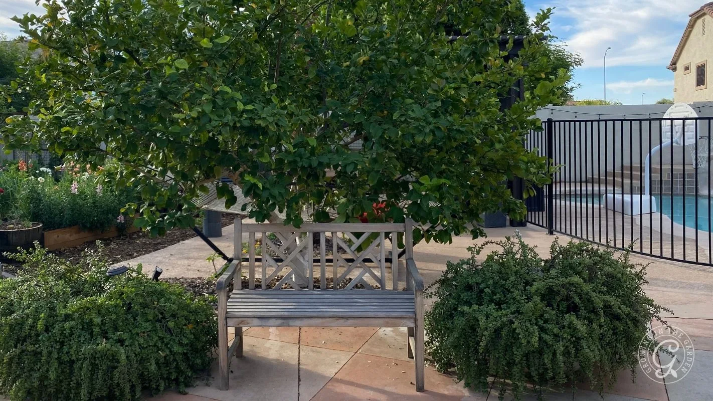 Wooden bench under a leafy tree, flanked by shrubs, near a pool with a black fence in the background.