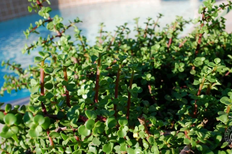 Best Plants Around a Pool in Low Desert Arizona featured image