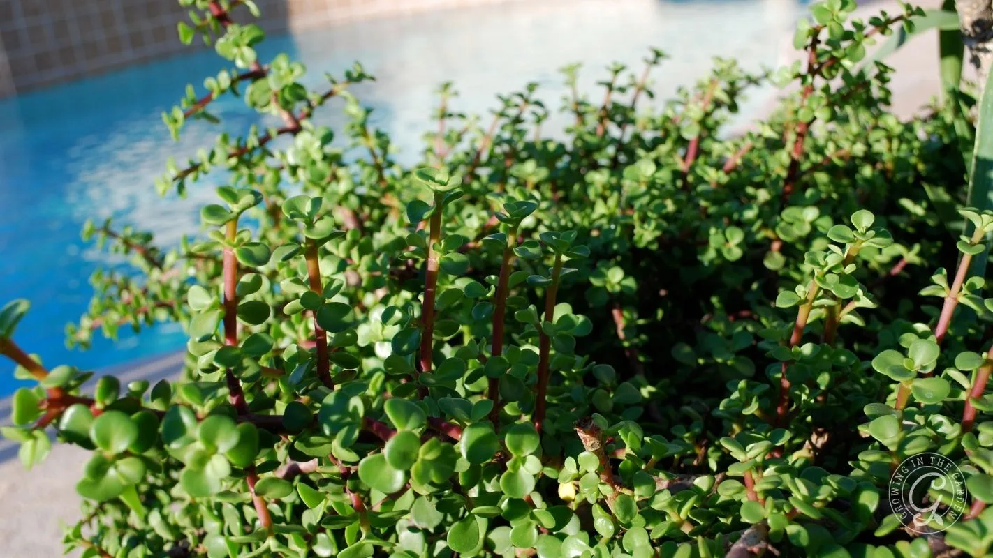 Green Portulacaria afra plant with small, round leaves near a pool, captured in sunlight.