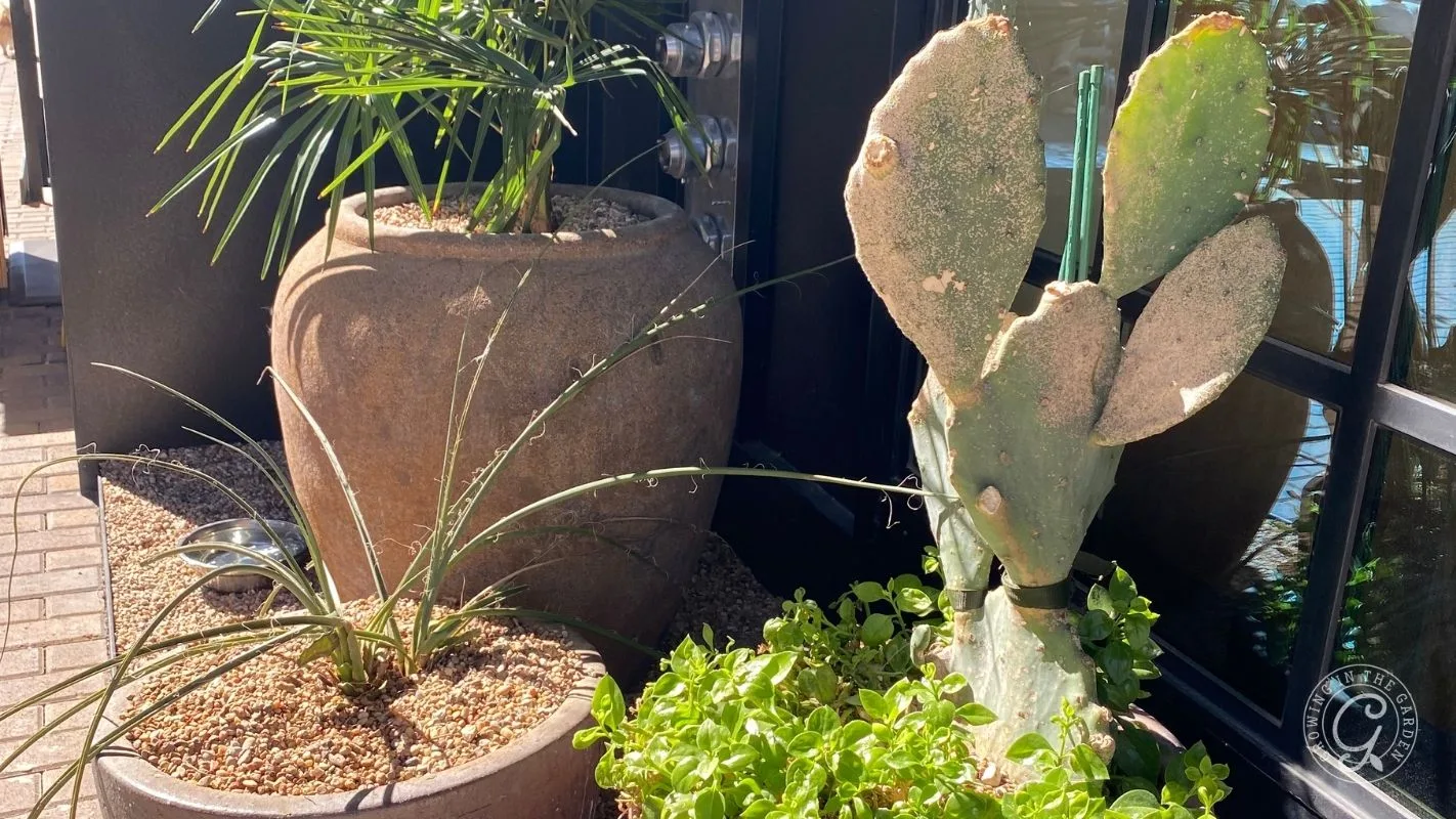 Potted cactus, green plant, and small herbs outside near a window in bright sunlight.