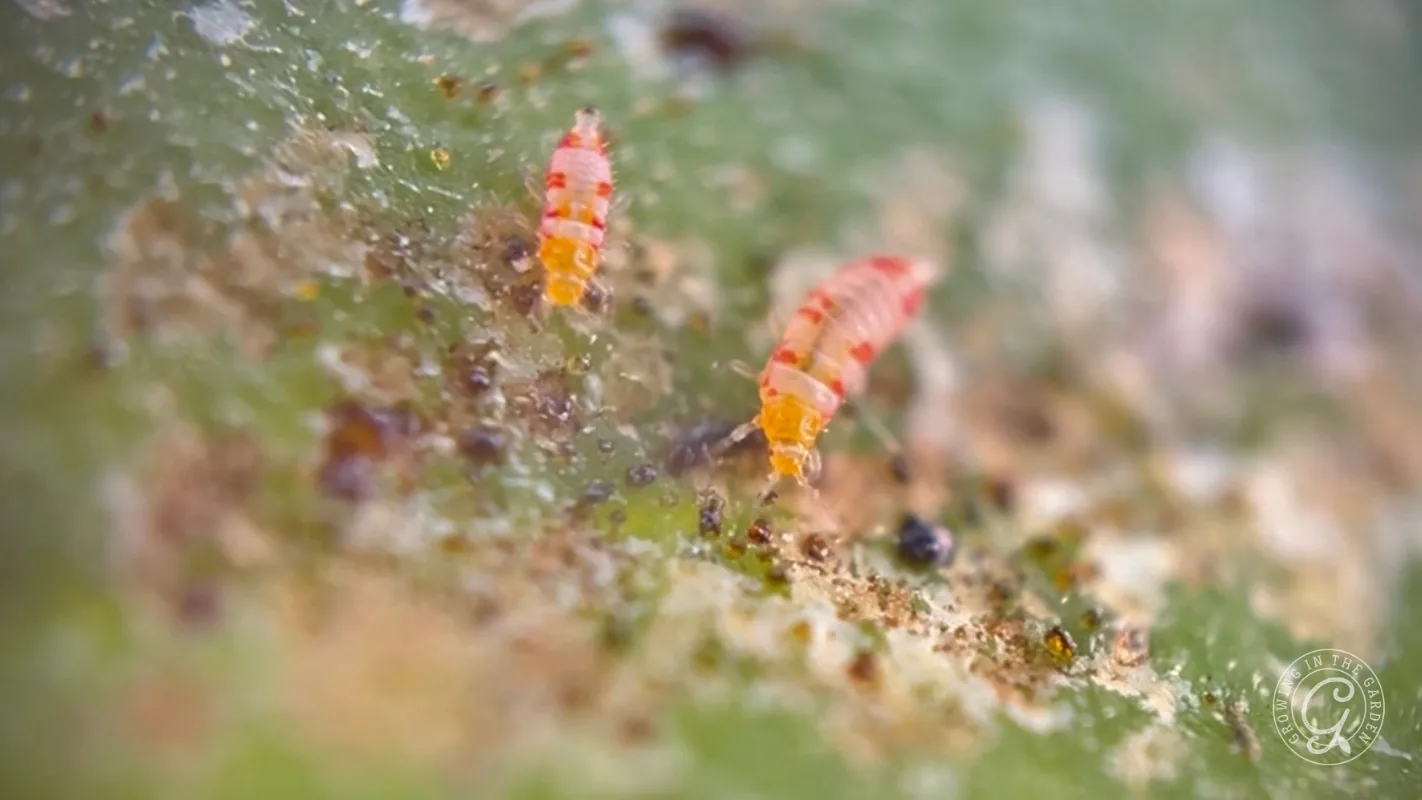 Two tiny orange insects with segmented bodies on a green, textured surface, seen in close-up macro view.