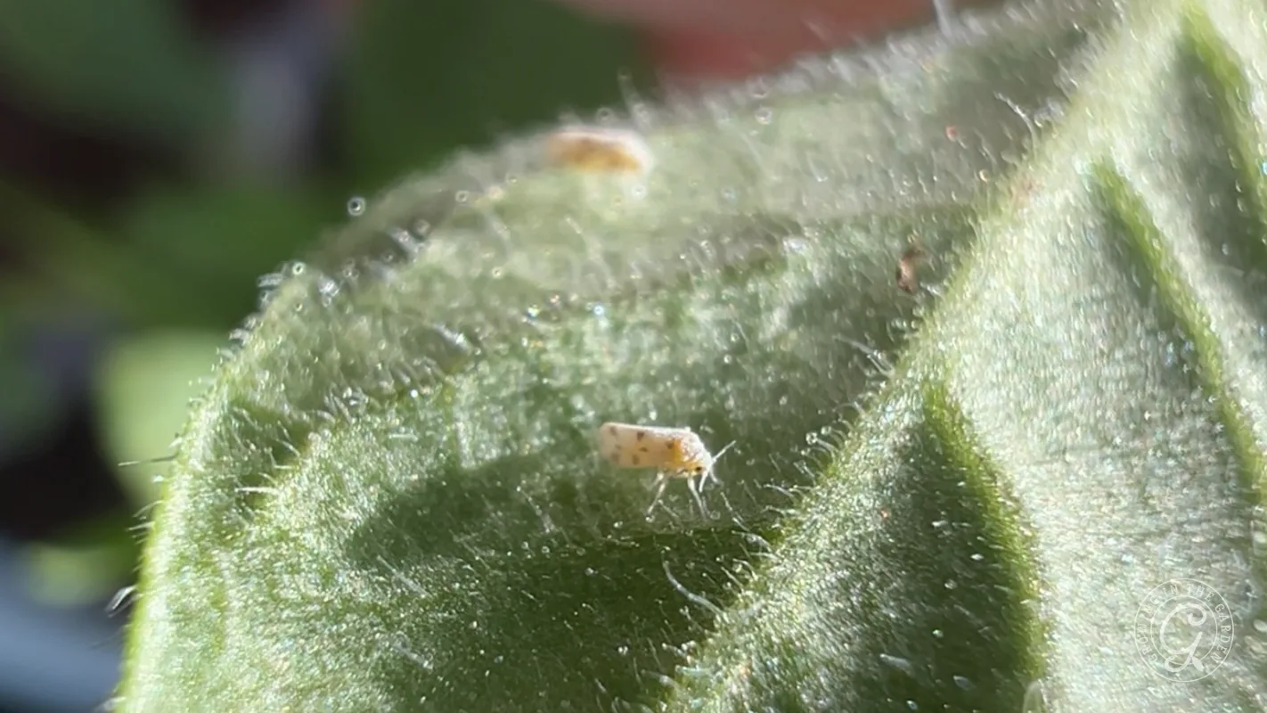 Close-up of tiny white insects on a fuzzy green leaf, with blurred background.