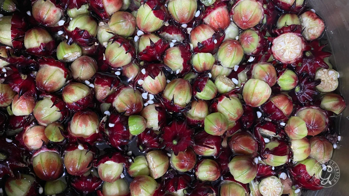 Fresh red and green roselle calyces soaking in water, some opened, with seeds and bubbles visible.