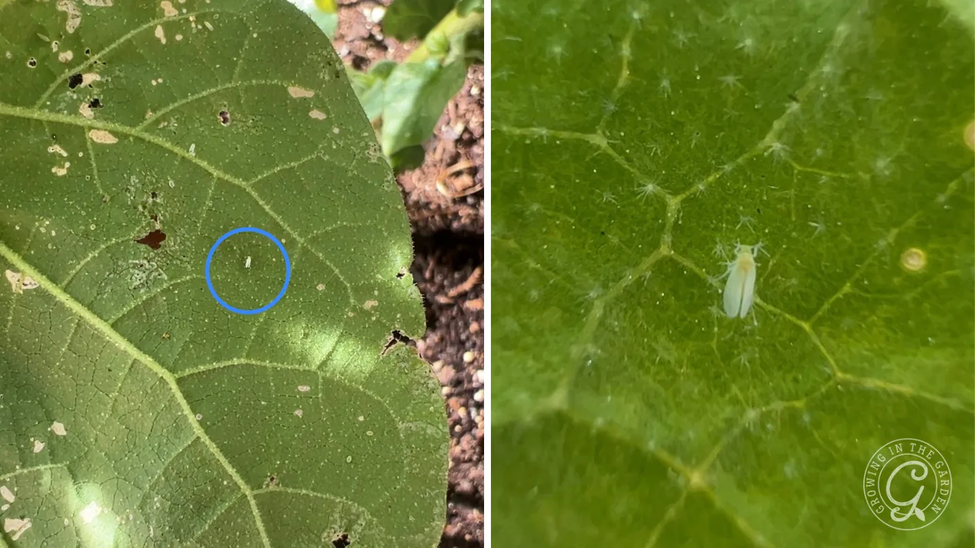 Close-up of a green leaf with a small insect, circled in blue on left, shown zoomed-in on right.