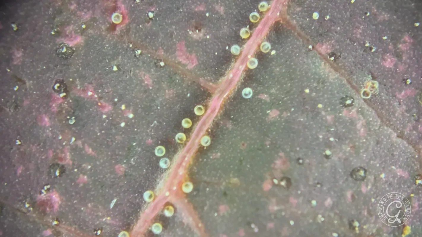 Close-up of a leaf showing a pink vein and tiny, round, yellow-green structures scattered across the surface.