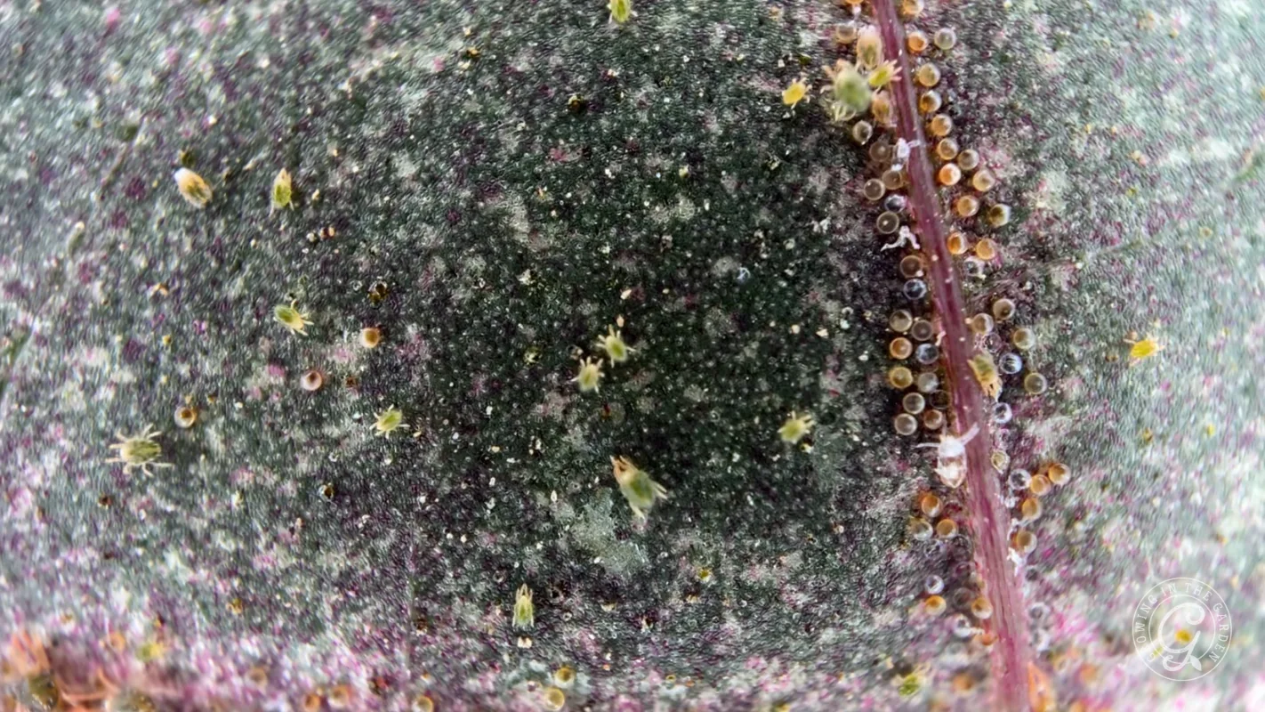 Close-up of a plant leaf surface with tiny yellowish mites and eggs clustered near a purple vein.