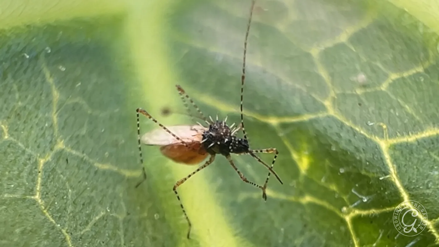 Close-up of a small insect perched on a green leaf with visible veins in the background.