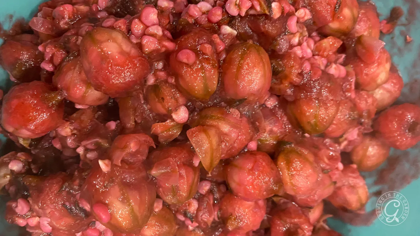 Close-up of roselle seed pods and fruit pulp, red and pink in color, piled together in a bowl.