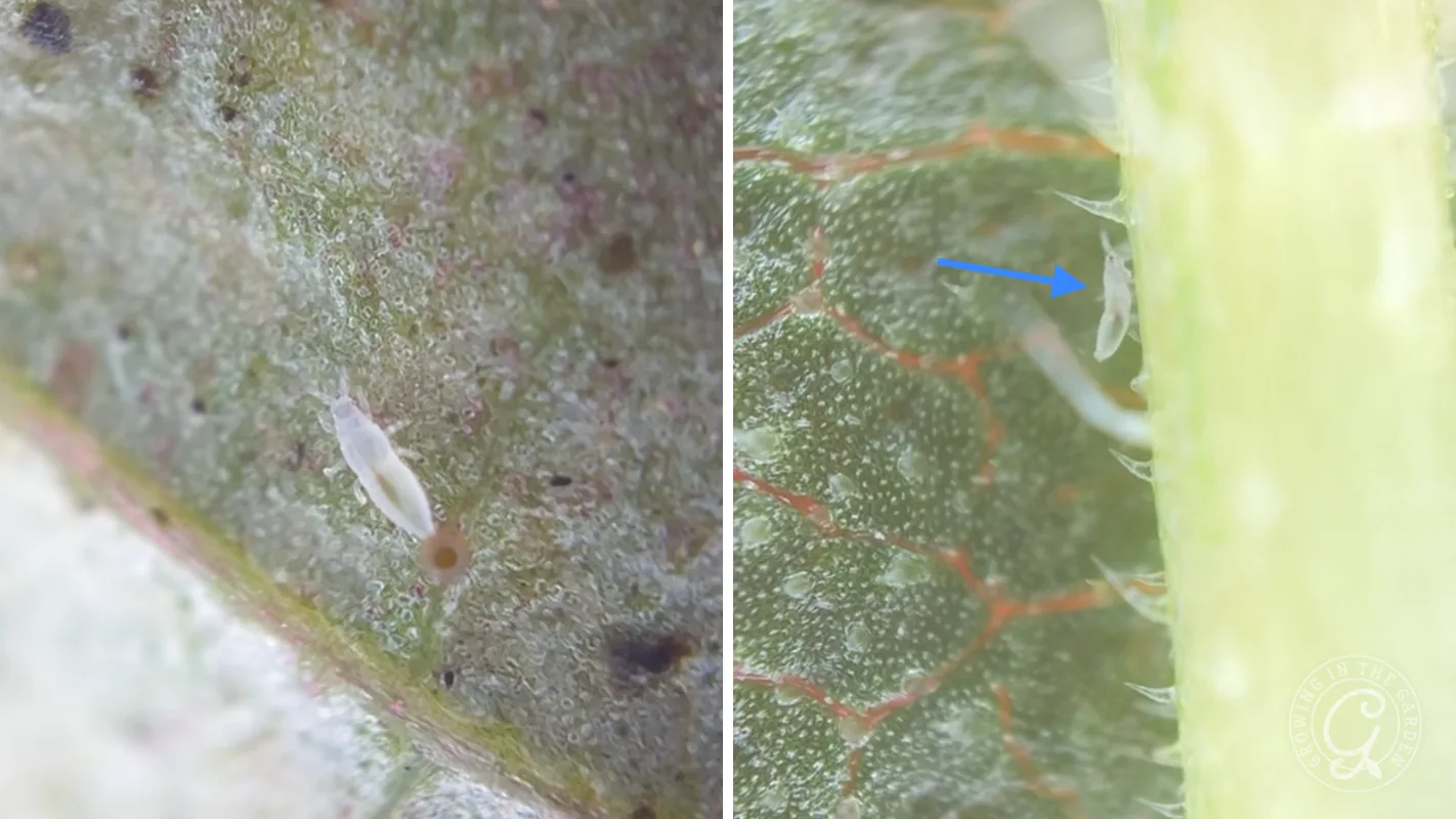 Close-up images of tiny, white insects on a green leaf; an arrow points to one insect.