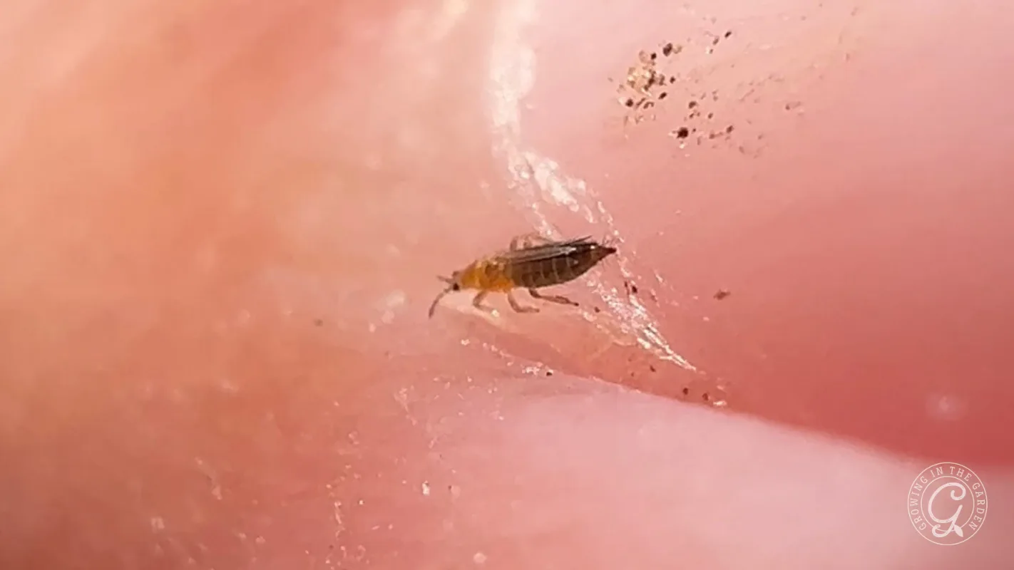 A close-up of a small insect, possibly a louse, on human skin with some visible debris nearby.