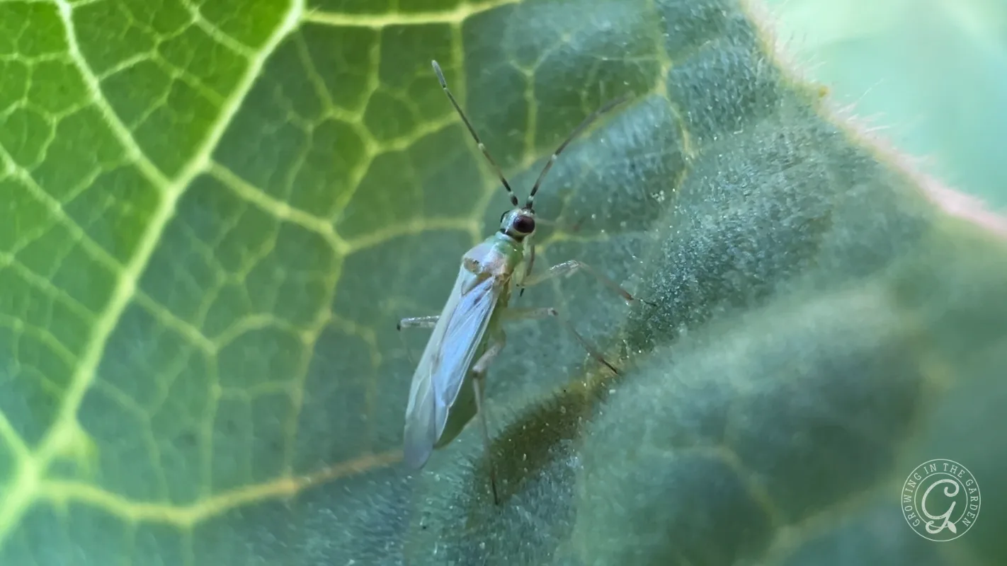 A small winged insect stands on a fuzzy green leaf with visible veins in the background.