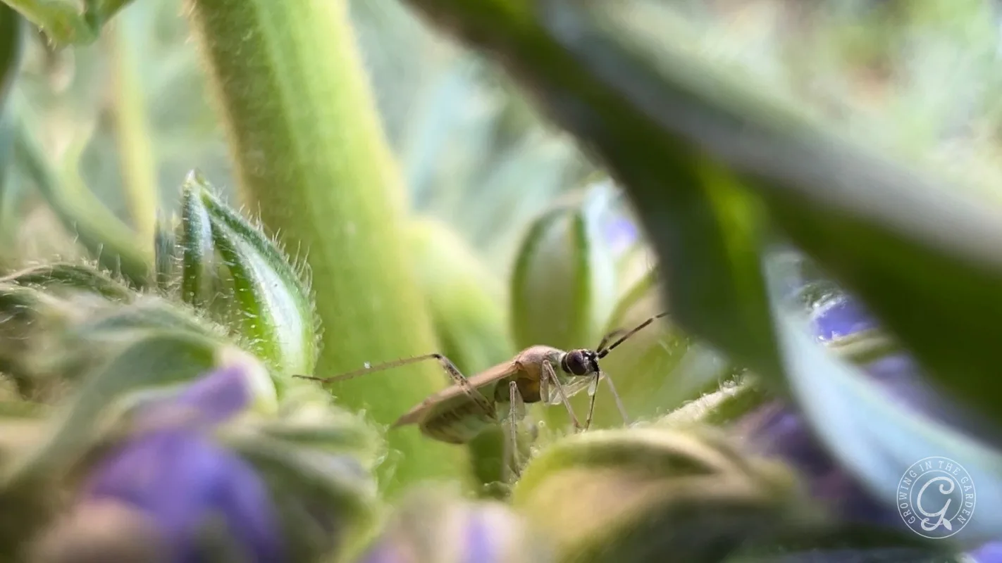 A close-up of a small brown insect on green stems and leaves with hints of purple flowers in the background.