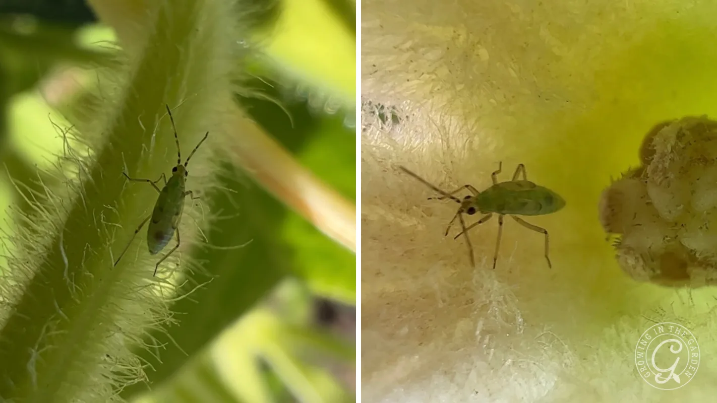 Close-up of a small green insect on a fuzzy plant surface, shown from two different angles.