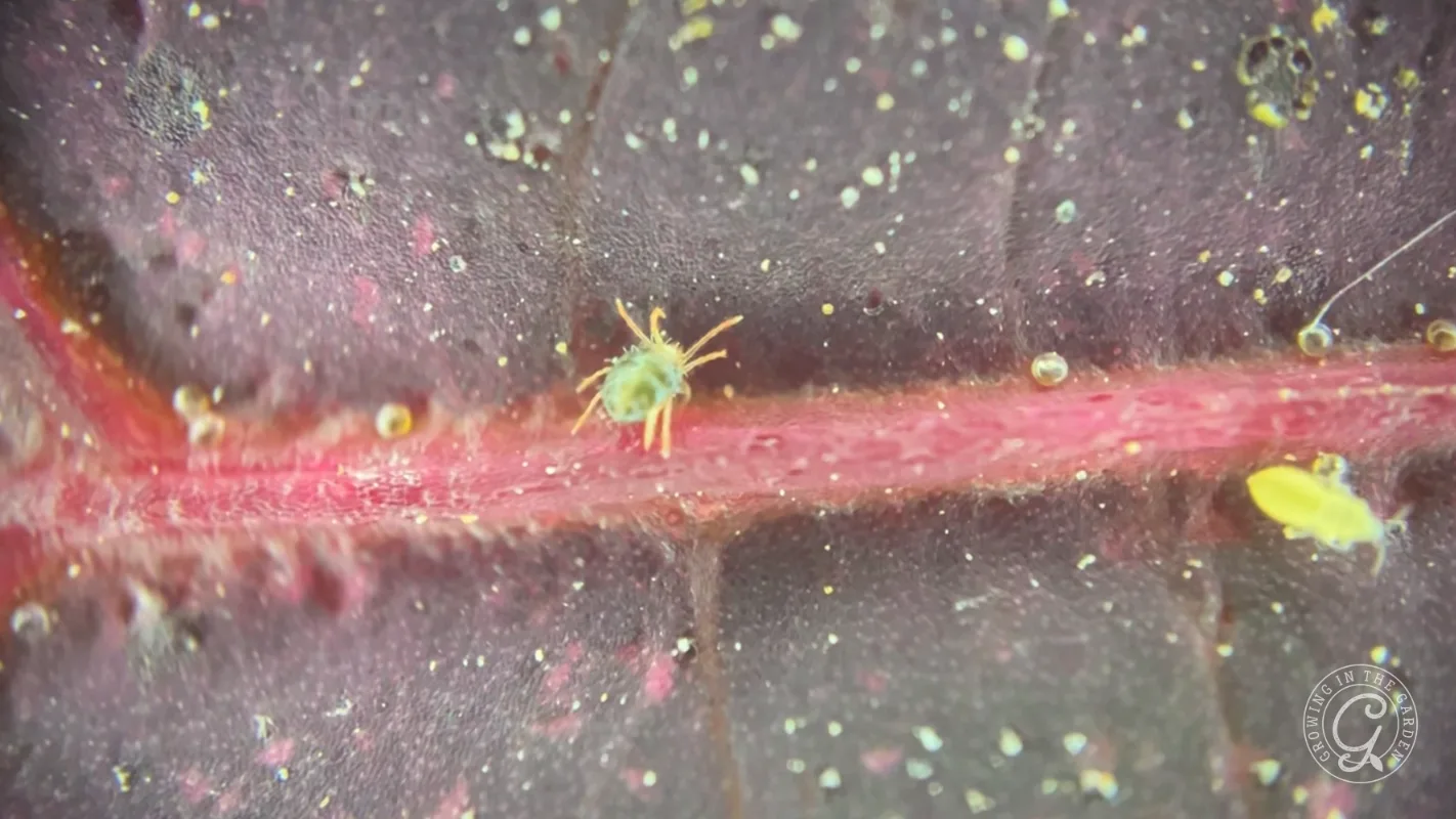 Close-up of a tiny green mite on a purple leaf with a red vein and scattered specks.