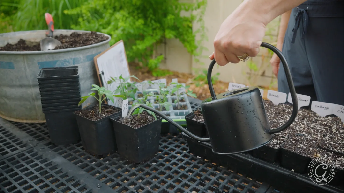 A person waters small seedlings in pots on a garden table with a black watering can.