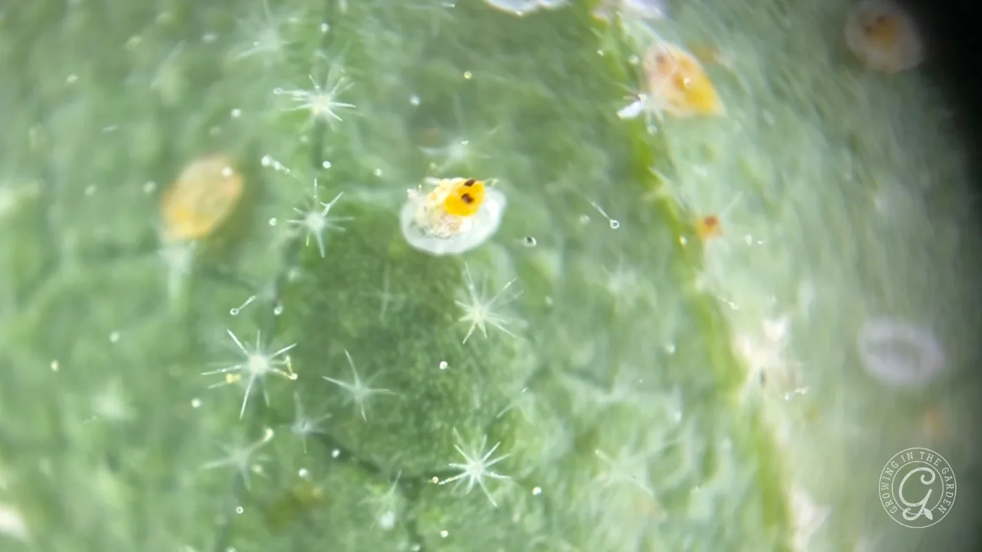 Close-up of a green leaf surface with white star-shaped hairs and tiny orange and yellow mites.