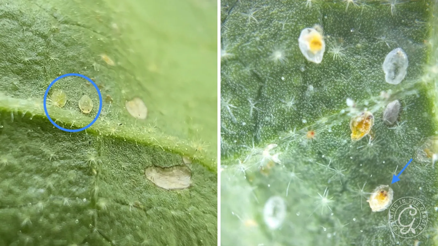 Close-up of green leaves with small, round, yellow-white insects marked by circles and arrows.